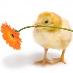 Chickies