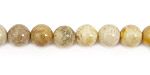 Fossil Coral Round 8mm