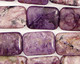 Charoite Thin Pillow 18x13mm