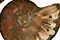 Ammonite