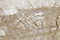 Rutilated Quartz