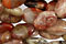 Red Silver Leaf