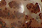Coffee Bean Jasper