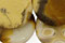 Yellow Conglomerate Jasp.