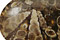 Turritella Agate