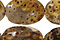 Palm Jasper
