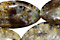 Pine Needle Jasper