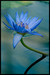 Attachment