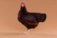 Chicklet