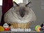 muffintop