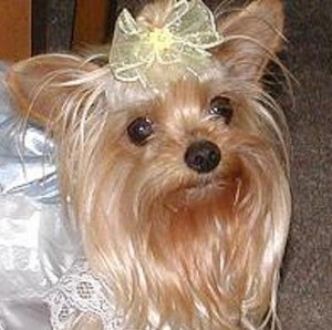 Yorkie chick aka CC