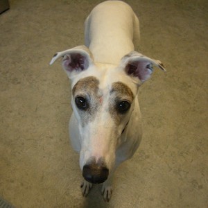2GreytHounds