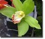 Green Orchid