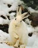 Bunzel