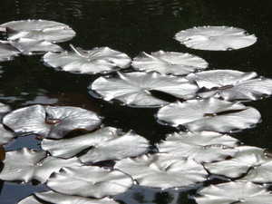 Riverlily