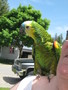 Sherry aka Parrot Chick