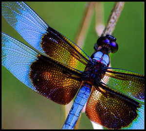 DragonflyDi