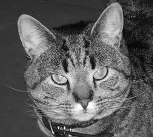 BadCat