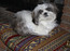 Tazzie
