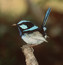 bluewren