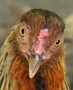 RubberT aka Plucky Chick