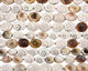 Conch Shell Oval 16-22x12-17mm