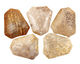 Fossil Coral Ladder Pendant 38-40x44-45mm