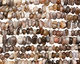 Botswana Agate Chips (large)