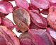 Fuschia Agate Natural Edge Freeform Faceted Slab 41-67x24-30mm