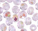 Czech Fire Polished Glass Alexandrite AB Round 3mm
