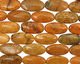 Fossil Coral (yellow) Flat Oval 40x20mm