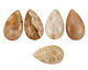 Fossil Coral Flat Teardrop Pendant 24x44mm