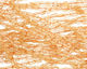 Citrine Irregular Thin Pillow 6-9x5-6mm