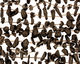Tektite Freeform Drop 3-10x13-20mm