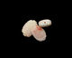 Pink Shell Carved Flat Oval 23-24x16-17mm