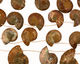 Ammonite Sliced Fossil Drops 27-38x26-40mm