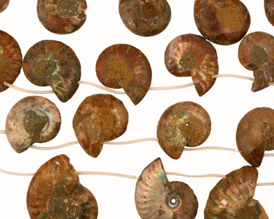 Ammonite Sliced Fossil Drops 27-38x26-40mm