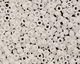 TOHO Opaque White Round 15/0 Seed Bead