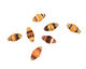 African Paper (orange, yellow, black) Rice 15-16x7-8mm