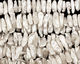 Pearly White Biwa Center-Drilled 6-10x16-22mm