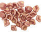Czech Glass Luster Mauve 3 Petal Bellflower 9x11mm