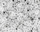 TOHO Transparent Crystal Treasure #1 Seed Bead