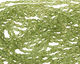 Peridot Faceted Irregular Flat Oval 6-7x4-5mm