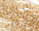 Rutilated Quartz Faceted Rondelle 4x6mm