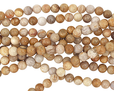 Fossil Coral Round 8mm
