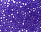 TOHO Transparent Frosted Dark Sapphire Round 11/0 Seed Bead