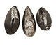 Orthoceras Teardrop Cabochon 29-35x55-76mm