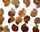 Ammonite Sliced Fossil Drops 27-38x26-40mm