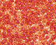 TOHO Rainbow Light Topaz (with Mauve Lining) Round 15/0 Seed Bead