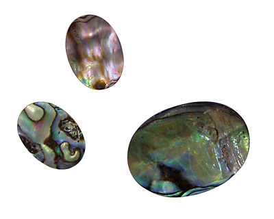 Abalone Oval Cabochon 13x18mm